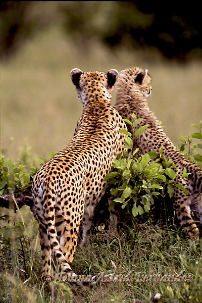Cheetah-Mother-and-Cub-on-the-lookout-Masai-Mara-Kenya